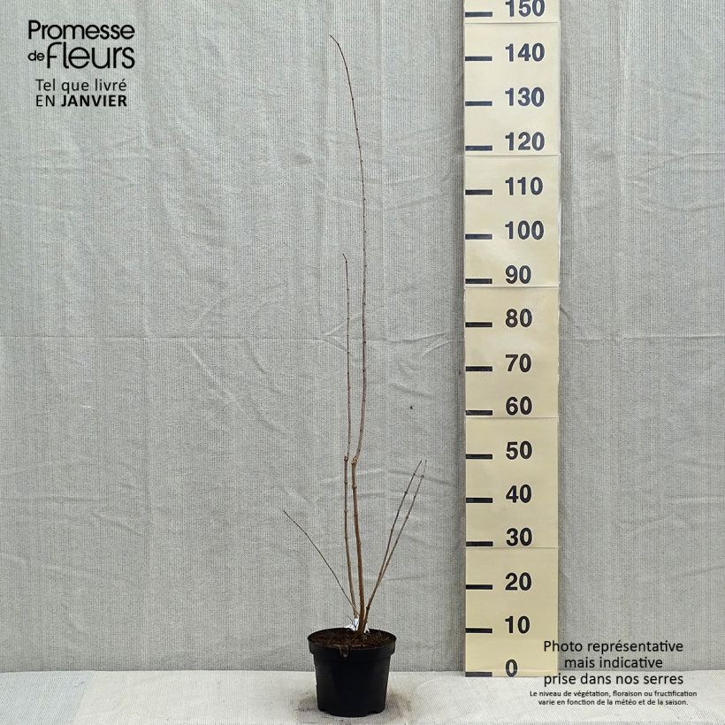 Philadelphus Bouquet Blanc - Mock Orange 2L/3L pot sample as delivered in winter