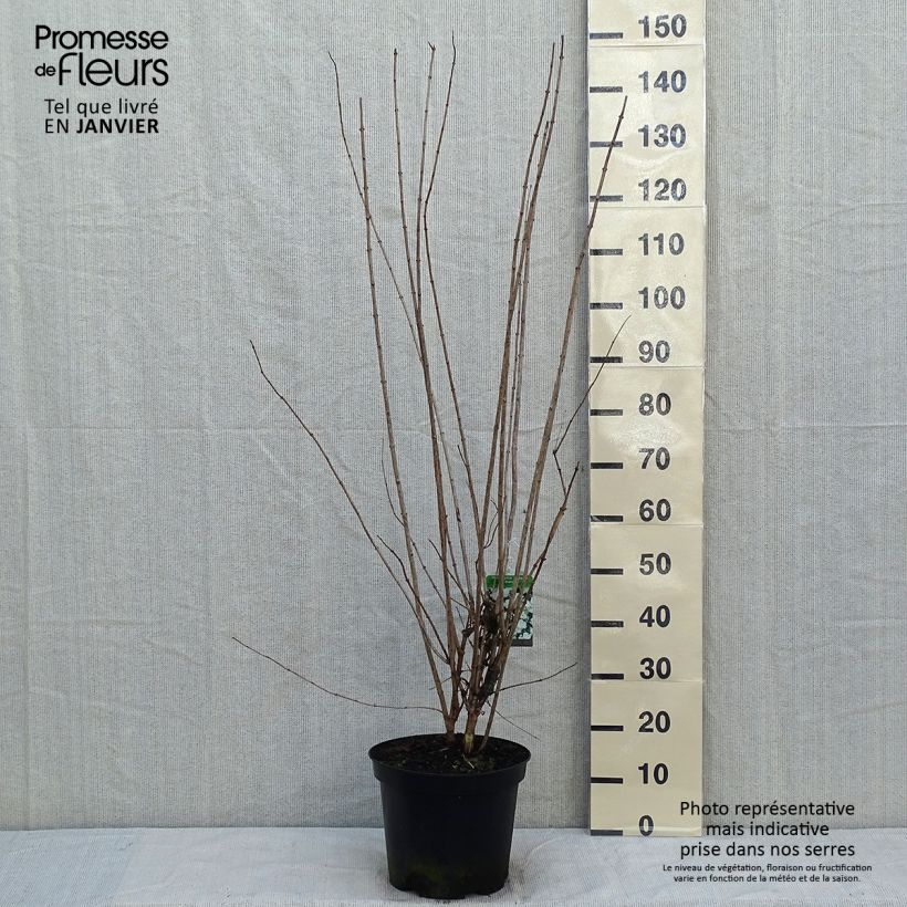 Philadelphus Bouquet Blanc - Mock Orange 7.5L/10L pot sample as delivered in winter