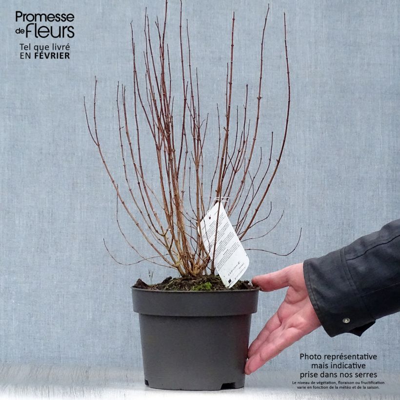 Philadelphus Dame Blanche - Mock Orange 3L/4L pot sample as delivered in winter