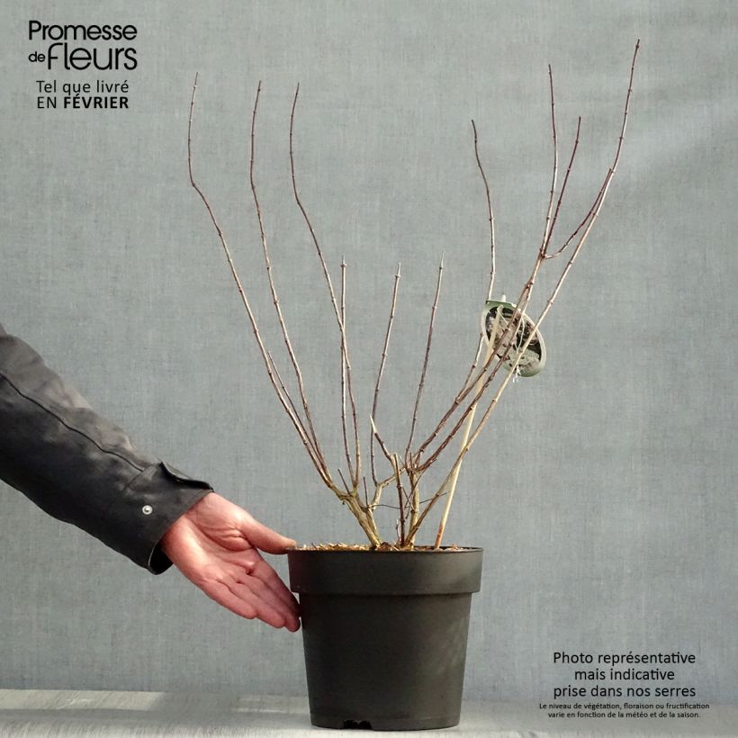 Philadelphus Little White Love - Mock Orange 2L/3L pot sample as delivered in winter