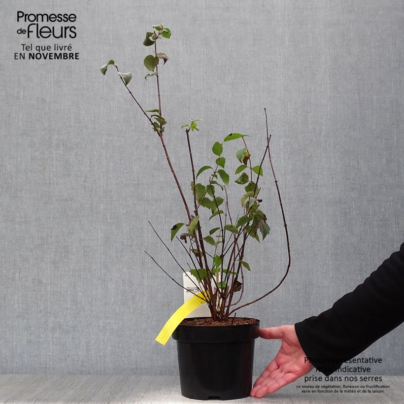 Philadelphus (x) virginalis Minnesota Snowflake 2L/3L pot sample as delivered in autumn