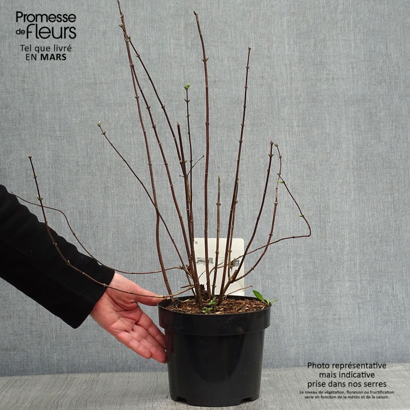 Philadelphus (x) virginalis Minnesota Snowflake 2L/3L pot sample as delivered in winter