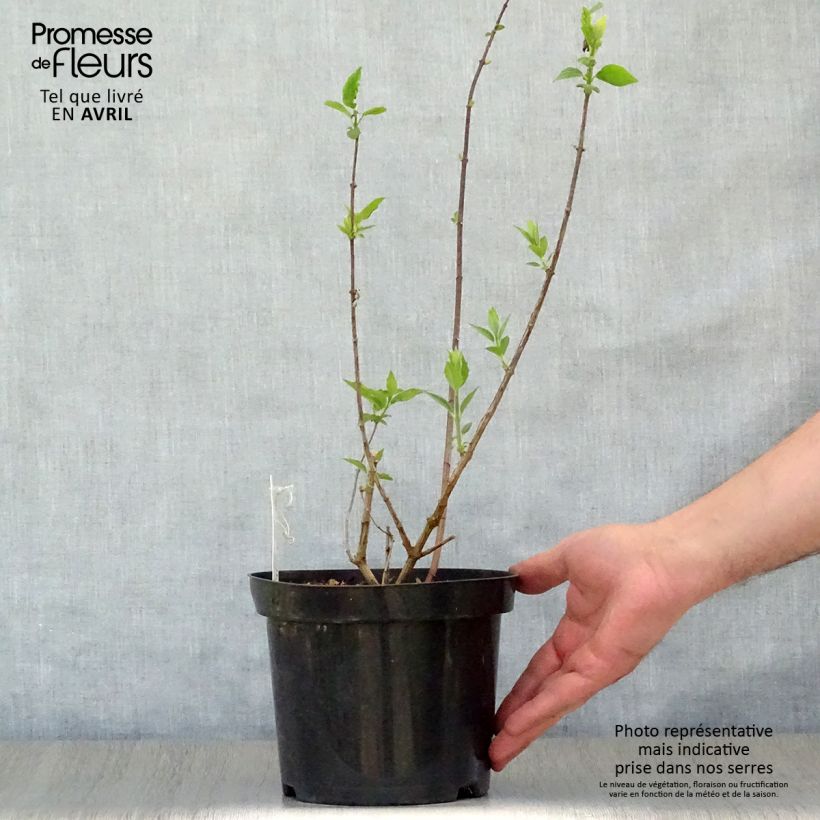 Philadelphus Virginal - Mock Orange 3L/4L pot sample as delivered in spring
