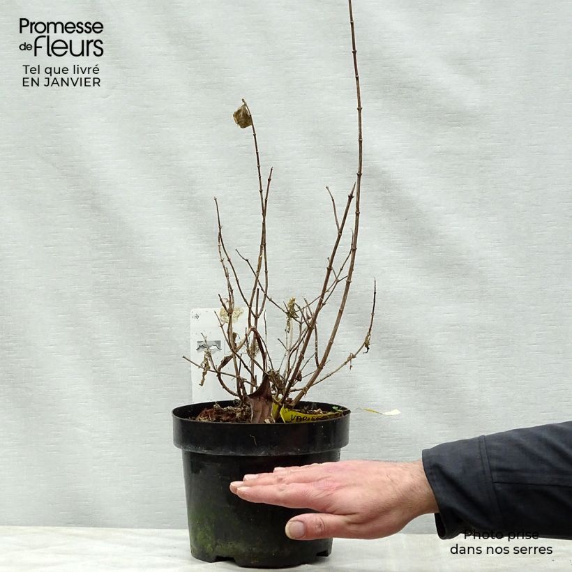 Philadelphus coronarius Variegatus - Mock Orange 3L/4L pot sample as delivered in winter