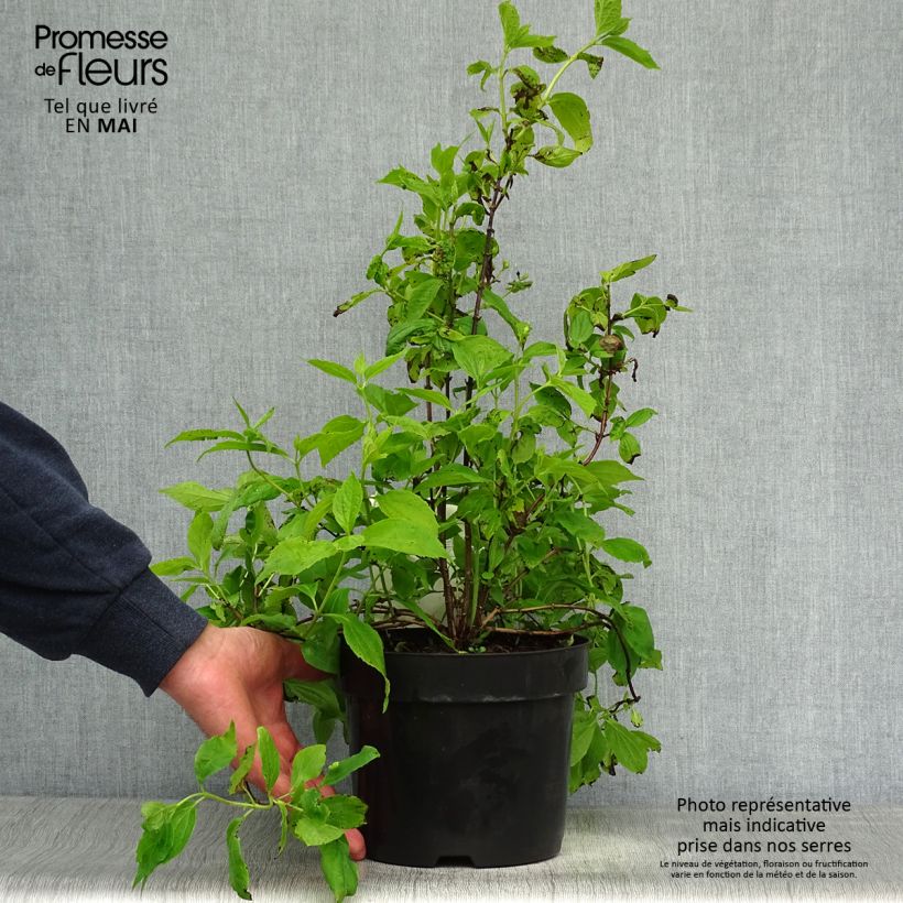 Philadelphus coronarius - Mock Orange 2L/3L pot sample as delivered in spring