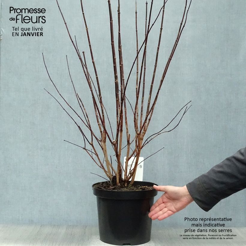 Philadelphus coronarius - Mock Orange 4L/5L pot sample as delivered in winter