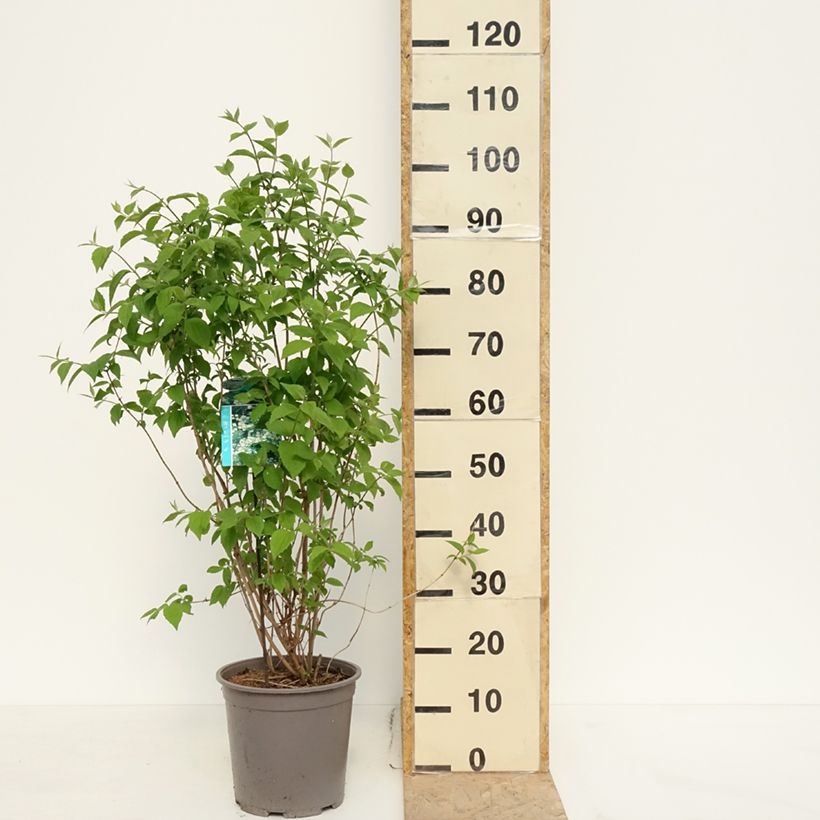 Philadelphus coronarius - Mock Orange 4L/5L pot sample as delivered in spring