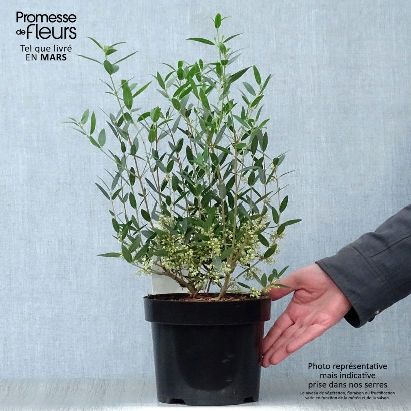 Phillyrea angustifolia - Mock Privet 2L/3L pot sample as delivered in spring