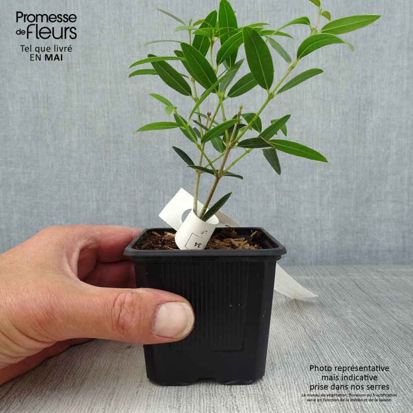 Phillyrea Rosmarinifolia - Mock Privet 8/9 cm pot sample as delivered in spring
