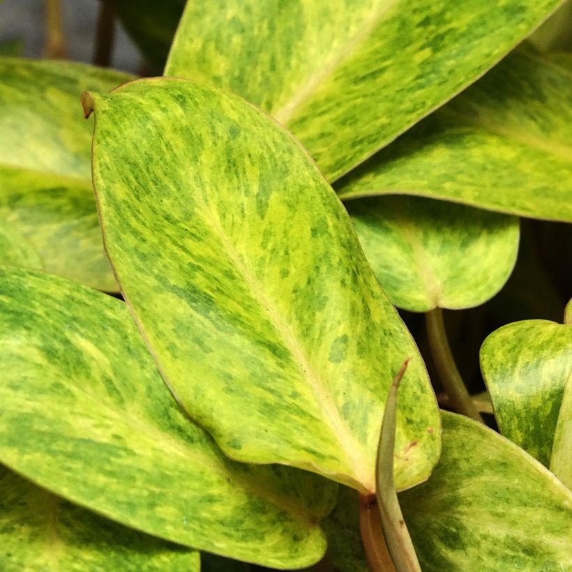 Philodendron Calkins Gold (Foliage)