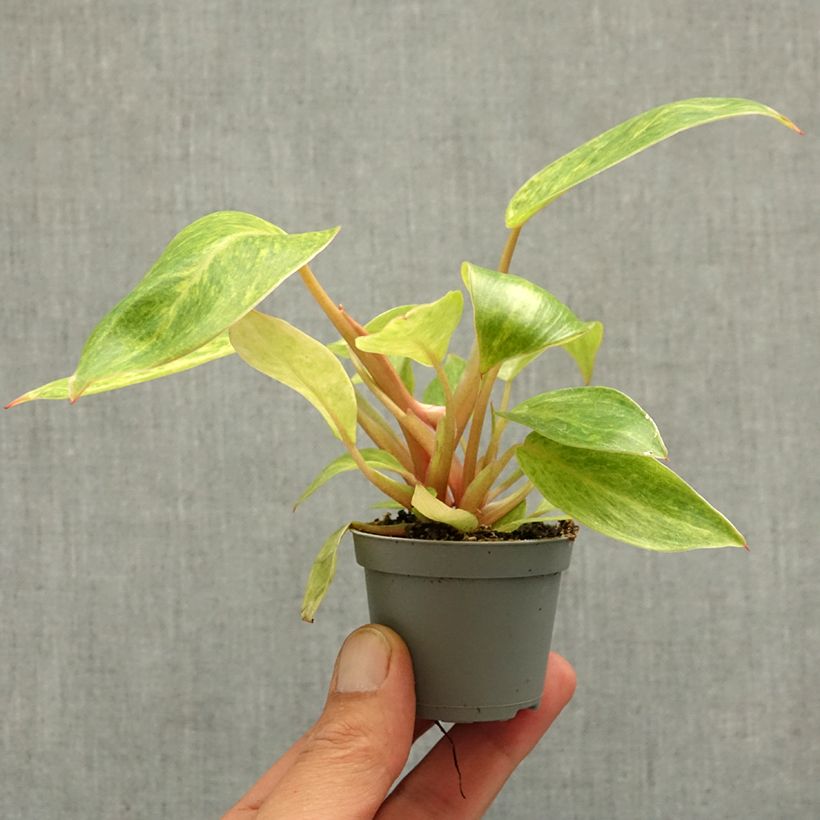 Philodendron Calkins Gold mini plant sample as delivered in spring