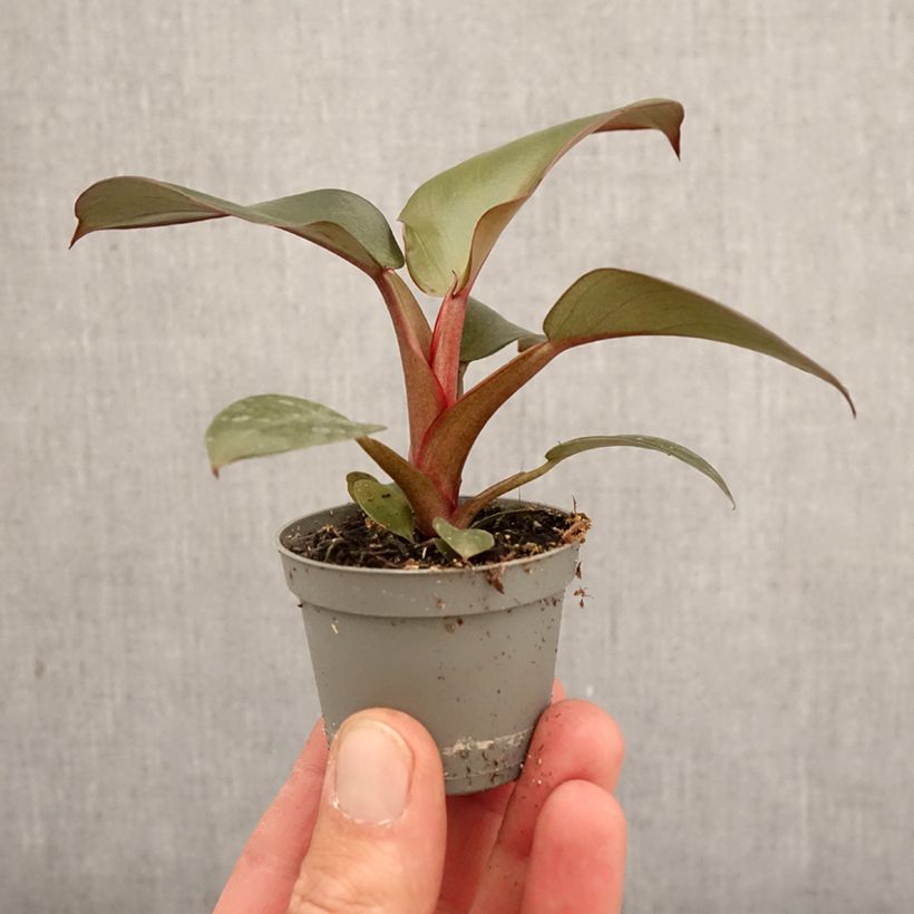 Philodendron Black Cardinal mini plant sample as delivered in spring