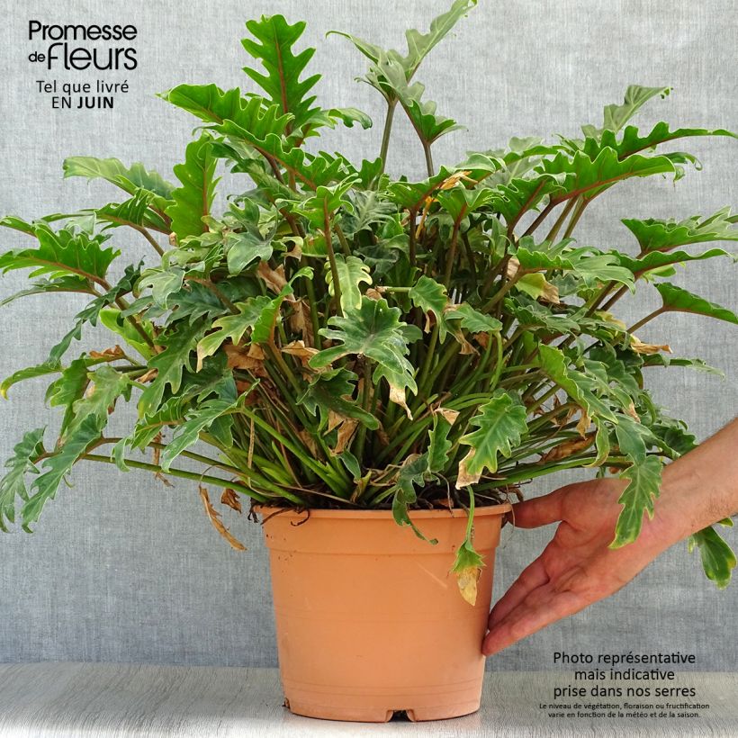 Philodendron xanadu 3L/4L pot sample as delivered in summer