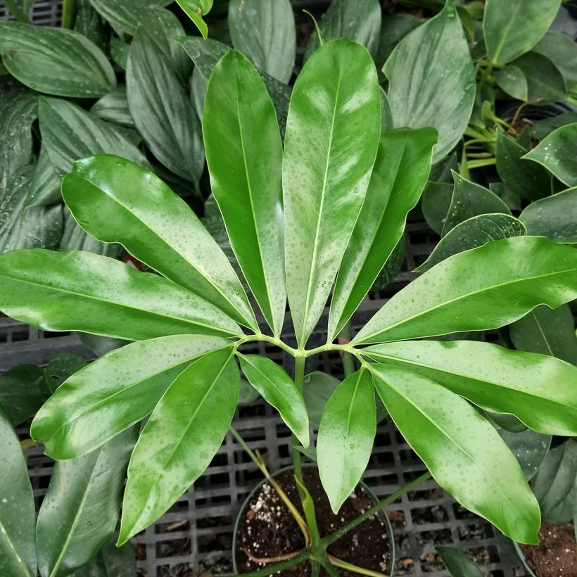 Philodendron goeldii (Foliage)