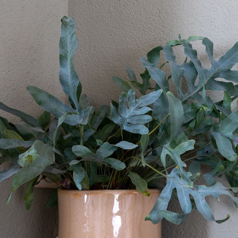 Phlebodium aureum Blue Star - Golden polypody (Foliage)