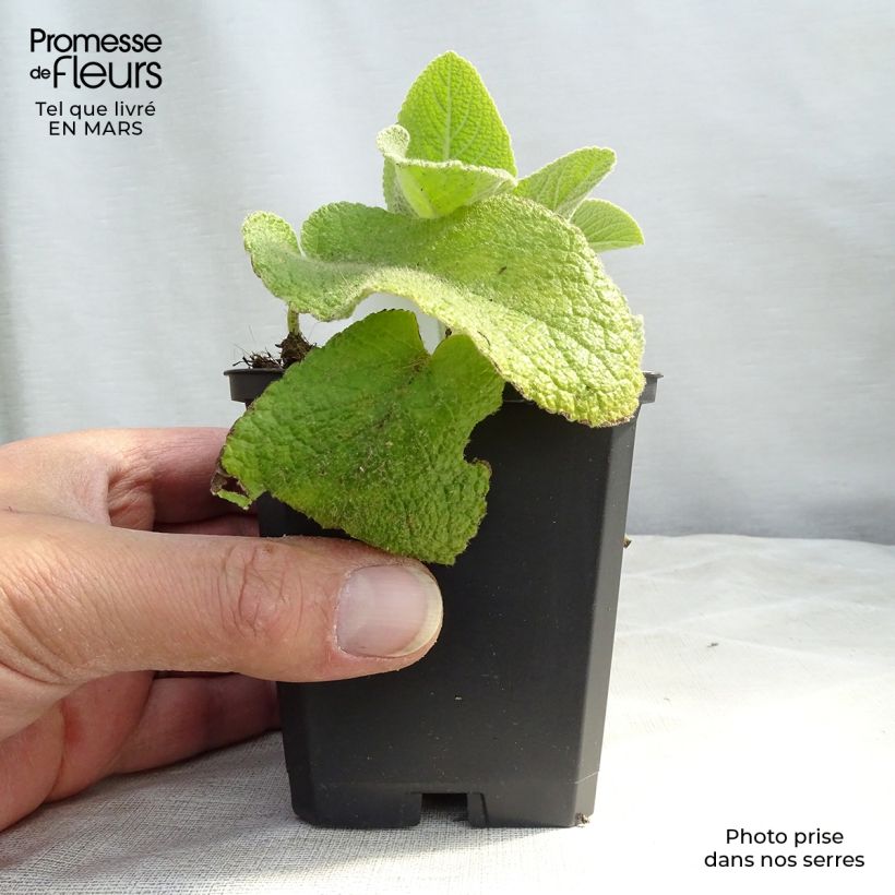 Phlomis russeliana - Jerusalem Sage 8/9 cm pot sample as delivered in spring