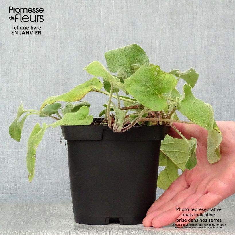 Phlomis russeliana - Jerusalem Sage 2L/3L pot sample as delivered in winter