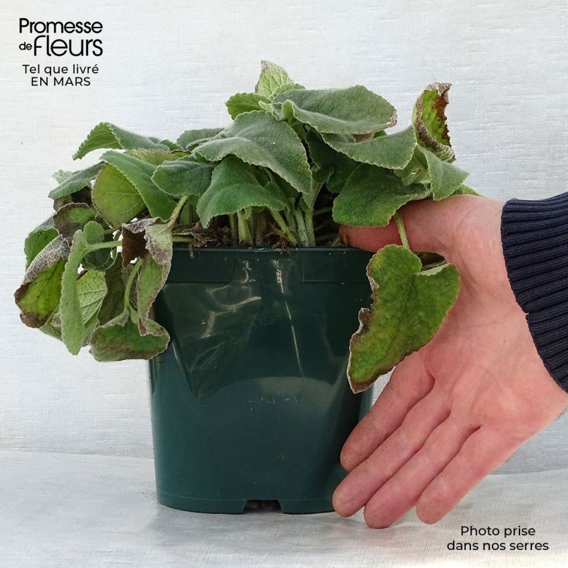 Phlomis russeliana - Jerusalem Sage 2L/3L pot sample as delivered in spring