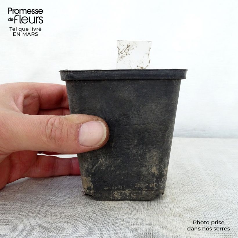 Phlomis cashmeriana 8/9 cm pot sample as delivered in spring