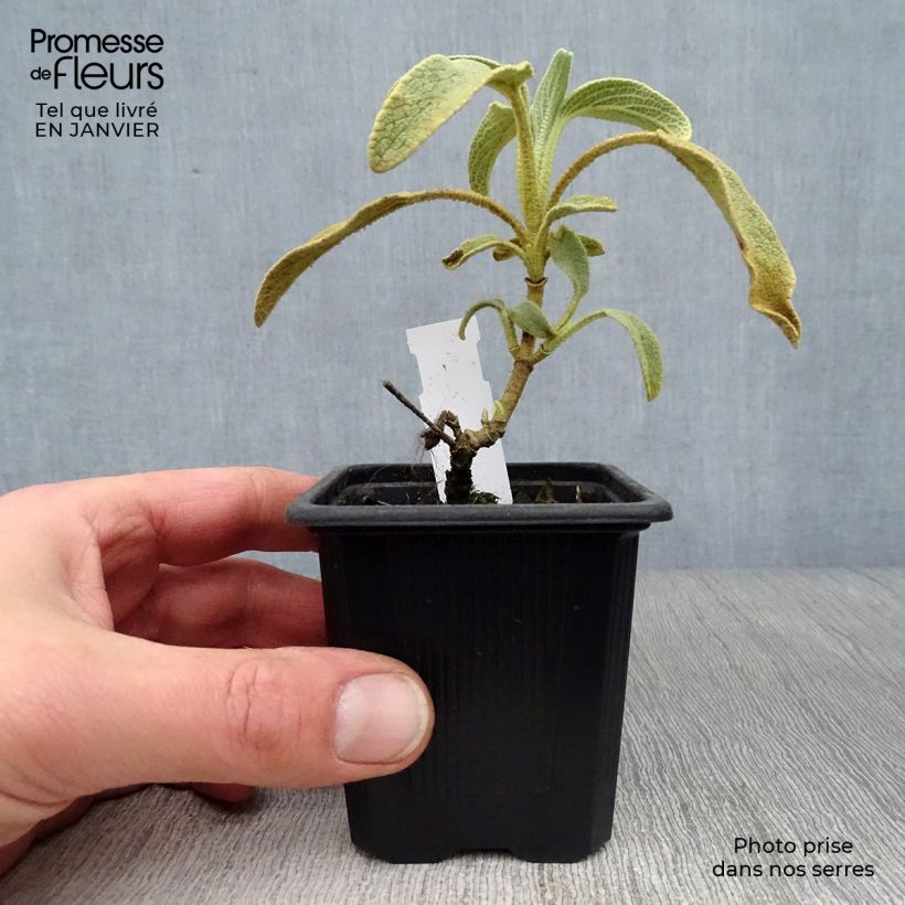 Phlomis fruticosa - Jerusalem Sage 8/9 cm pot sample as delivered in winter