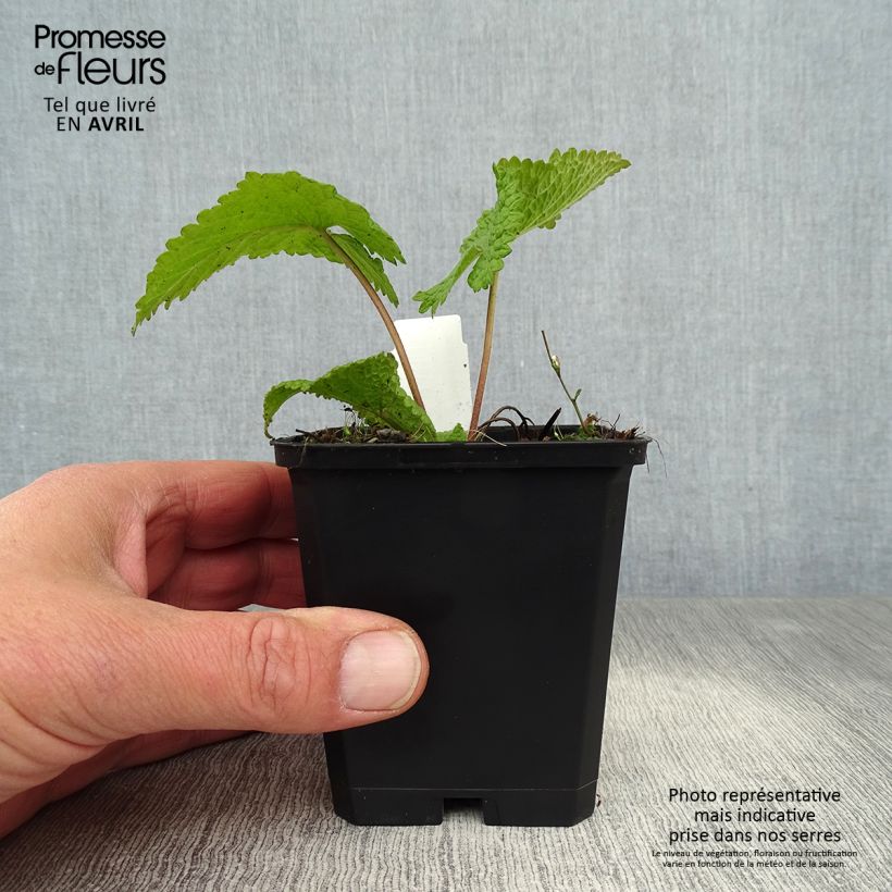 Phlomis tuberosa Amazone 8/9 cm pot sample as delivered in spring