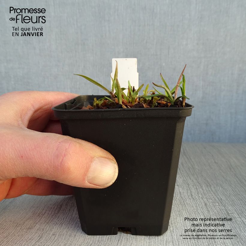 Phlox paniculata Fashionably Early Flamingo 8/9 cm pot sample as delivered in winter