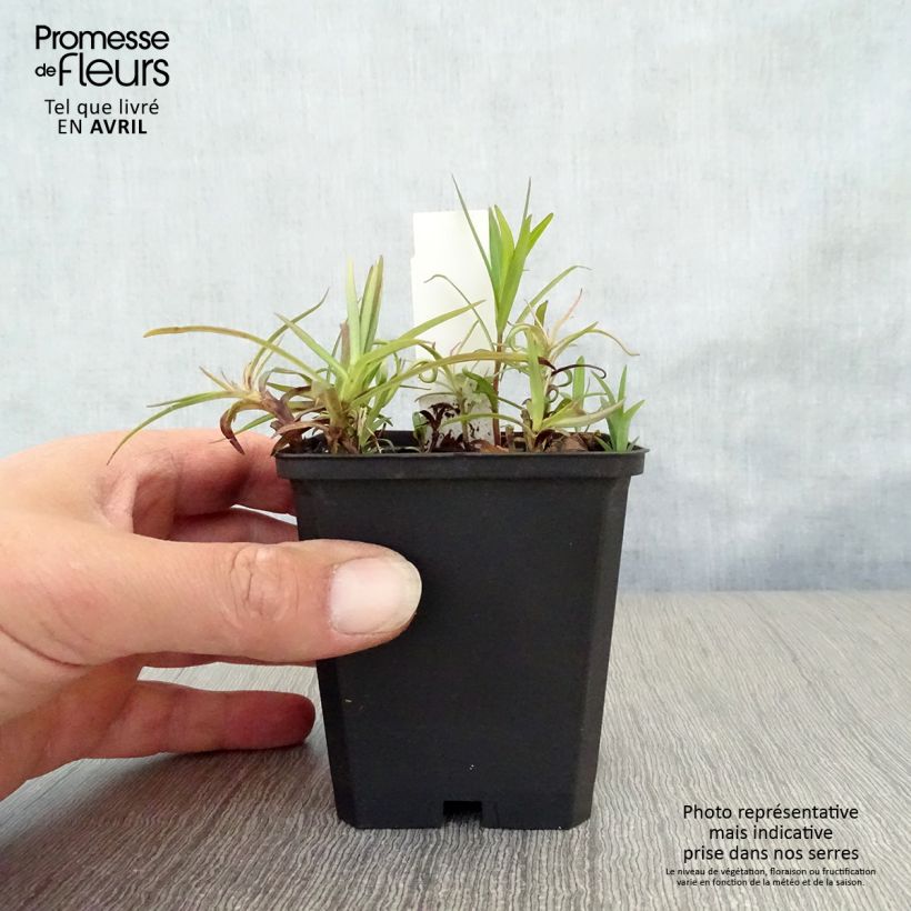 Phlox paniculata Fashionably Early Flamingo 8/9 cm pot sample as delivered in spring