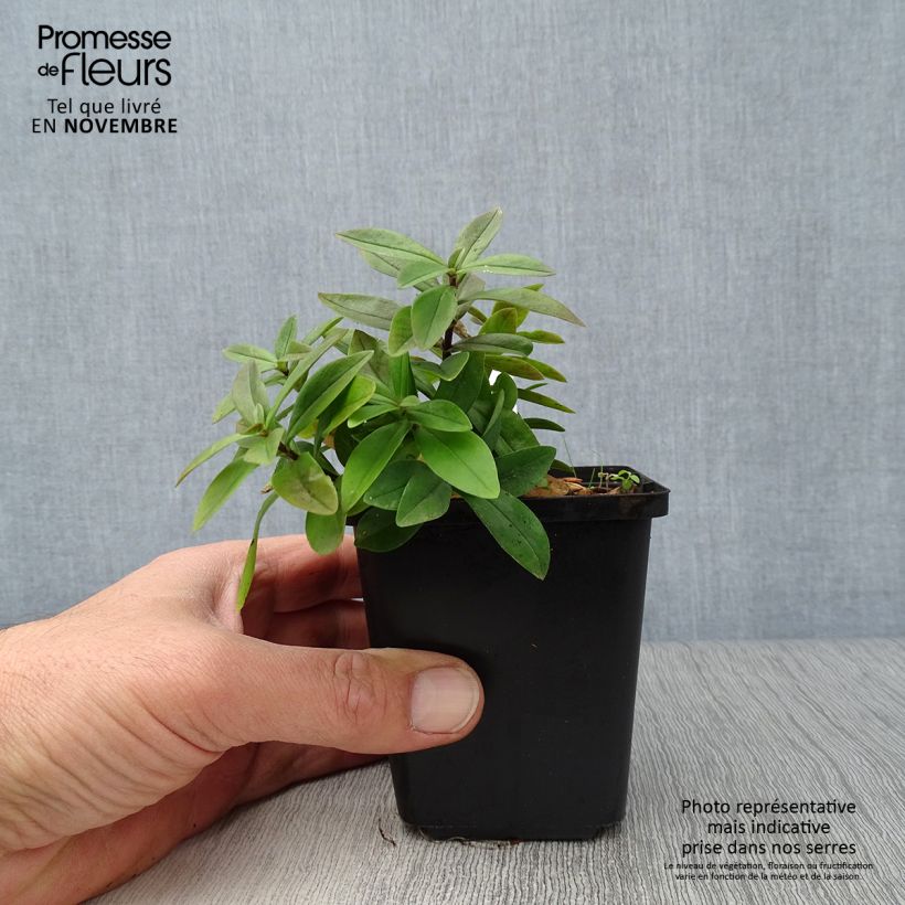 Phlox divaricata subsp. laphamii Chattahoochee 8/9 cm pot sample as delivered in autumn