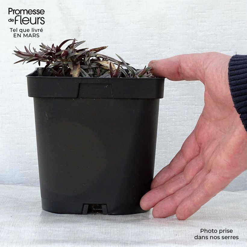 Phlox divaricata subsp. laphamii Chattahoochee 2L/3L pot sample as delivered in spring