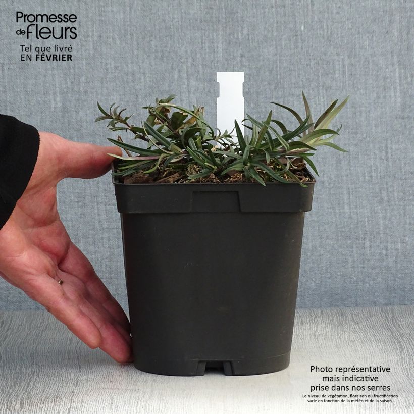 Phlox divaricata subsp. laphamii Chattahoochee 2L/3L pot sample as delivered in winter