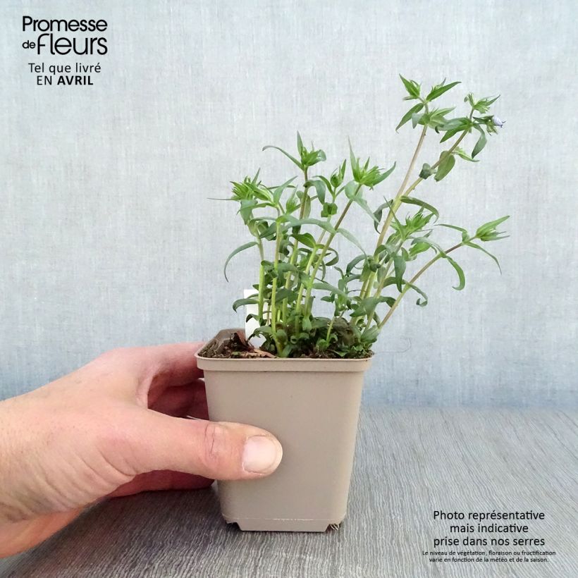 Phlox divaricata 'Clouds of Perfume' 8/9 cm pot sample as delivered in spring