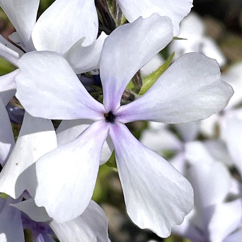 Phlox divaricata Dirigo Ice (Flowering)