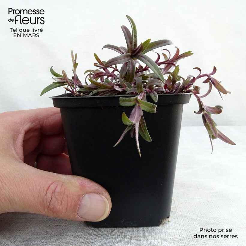 Phlox divaricata White Perfume 8/9 cm pot sample as delivered in winter