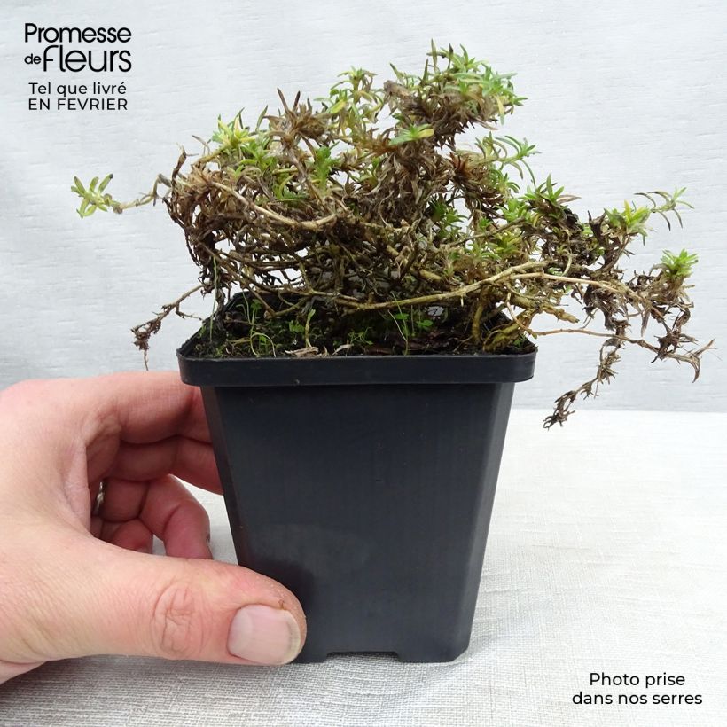 Phlox douglasii Lilac Cloud 8/9 cm pot sample as delivered in winter