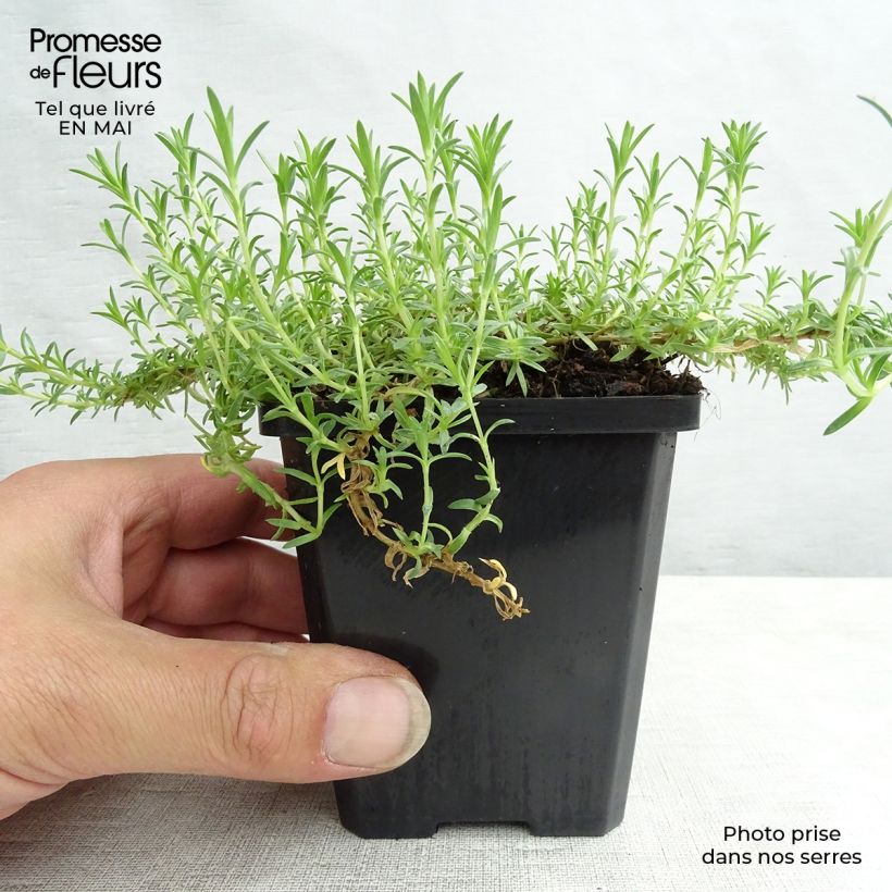 Phlox douglasii Lilac Cloud 8/9 cm pot sample as delivered in spring