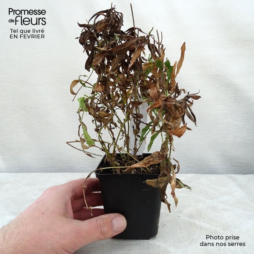 Phlox Forever Pink 8/9 cm pot sample as delivered in winter