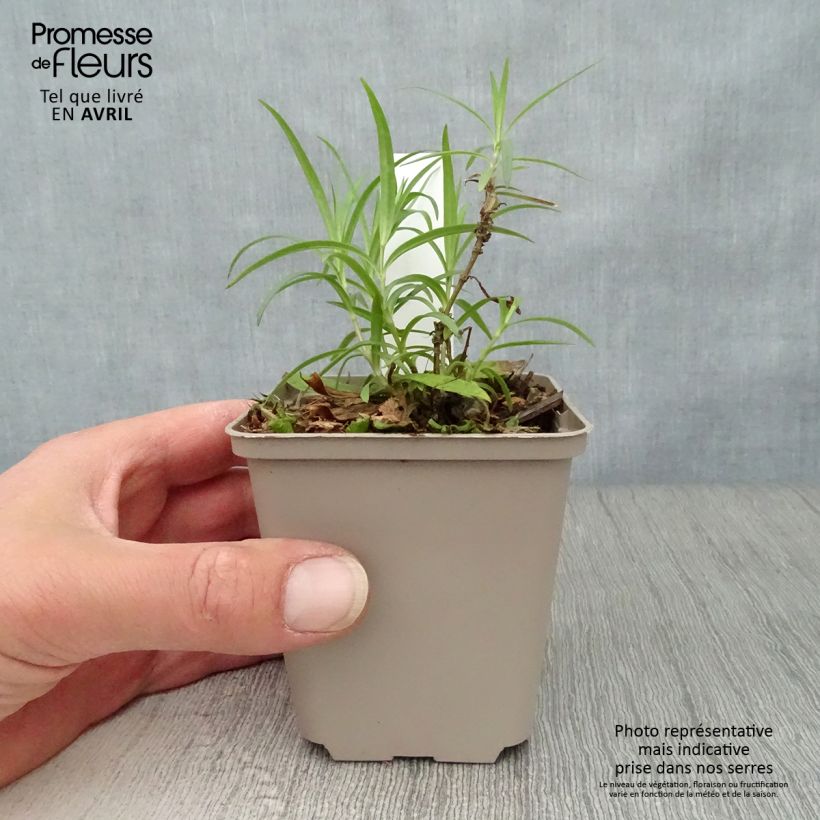 Phlox Forever Pink 8/9 cm pot sample as delivered in spring