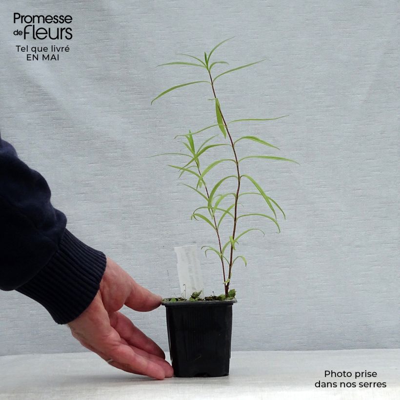 Phlox maculata Natasha 8/9 cm pot sample as delivered in spring