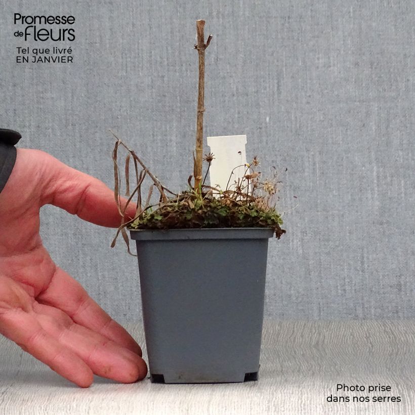 Phlox maculata Natasha 8/9 cm pot sample as delivered in winter