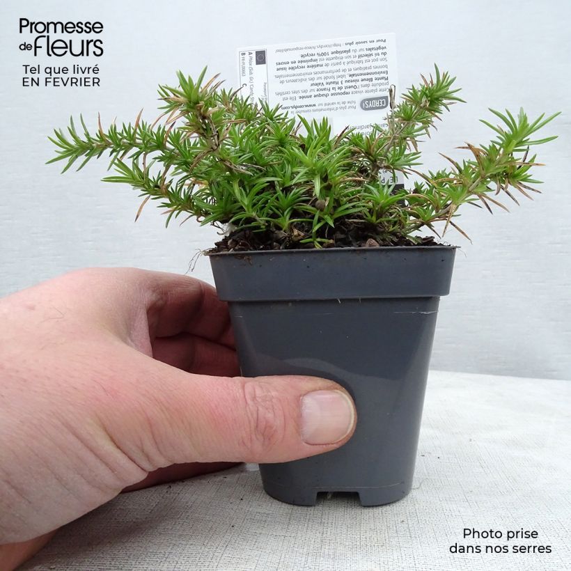 Phlox subulata Candy Stripes 8/9 cm pot sample as delivered in winter