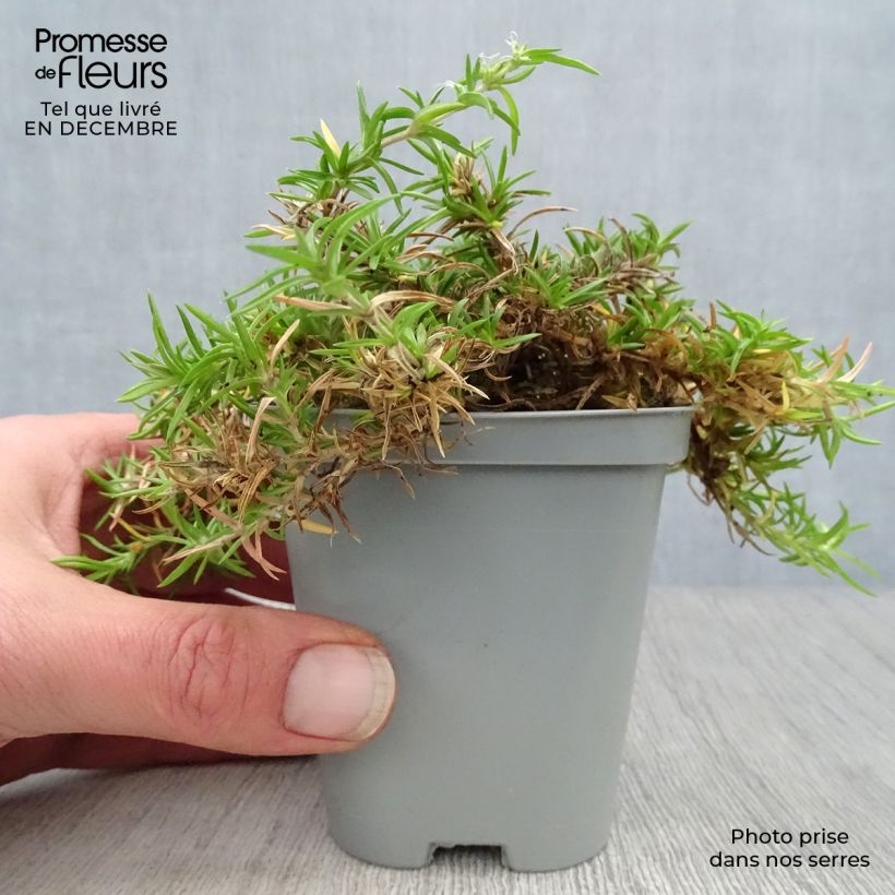 Phlox subulata Moerheimii 8/9 cm pot sample as delivered in winter