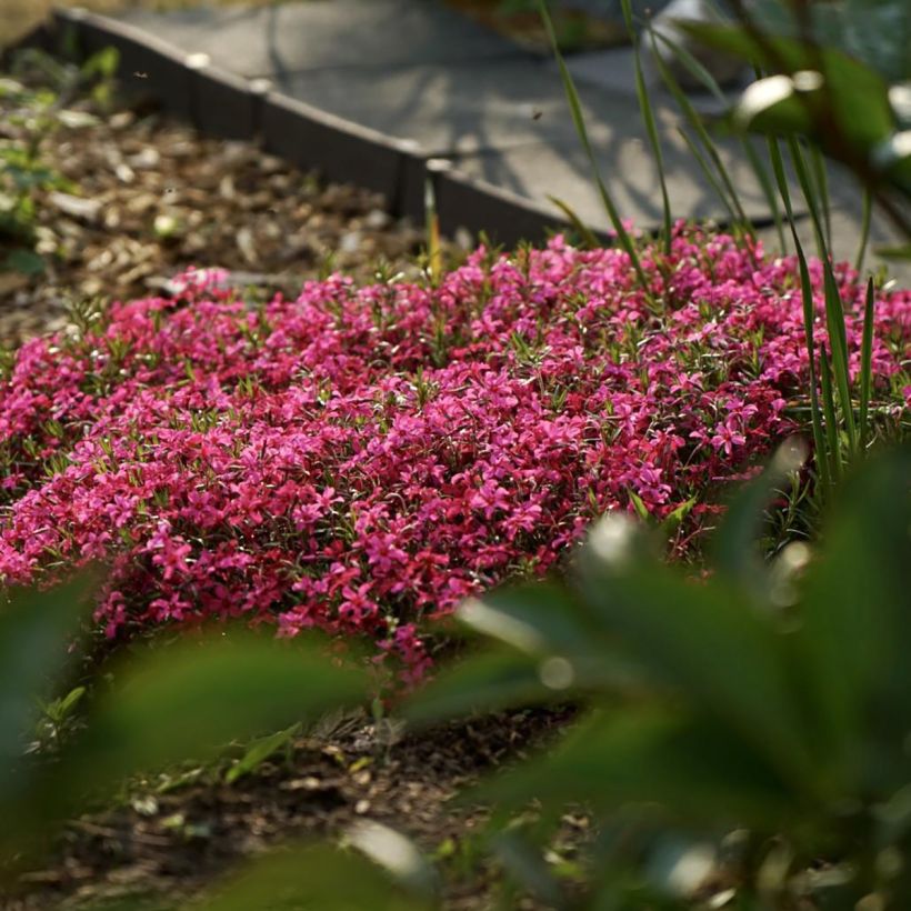 Phlox subulata Scarlet Flame (Plant habit)