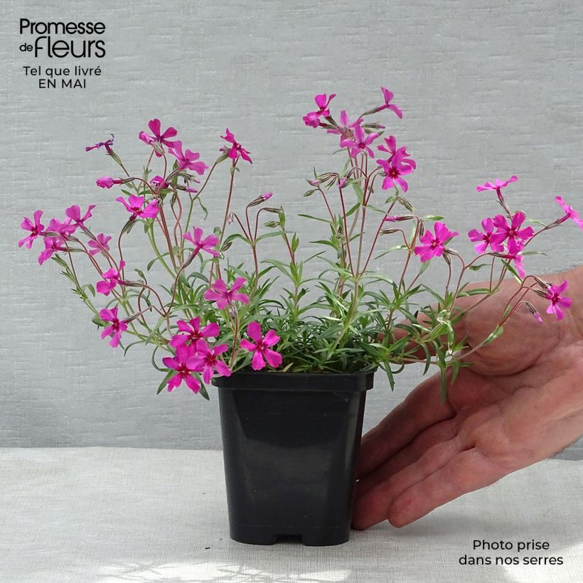 Phlox subulata Scarlet Flame 8/9 cm pot sample as delivered in spring