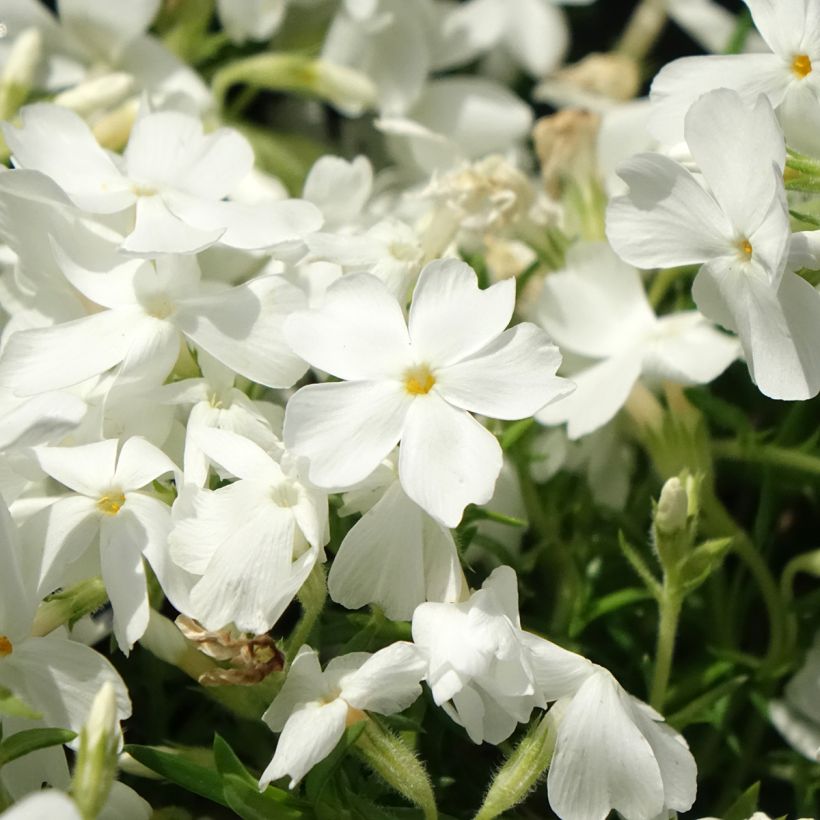Phlox subulata White Delight (Flowering)