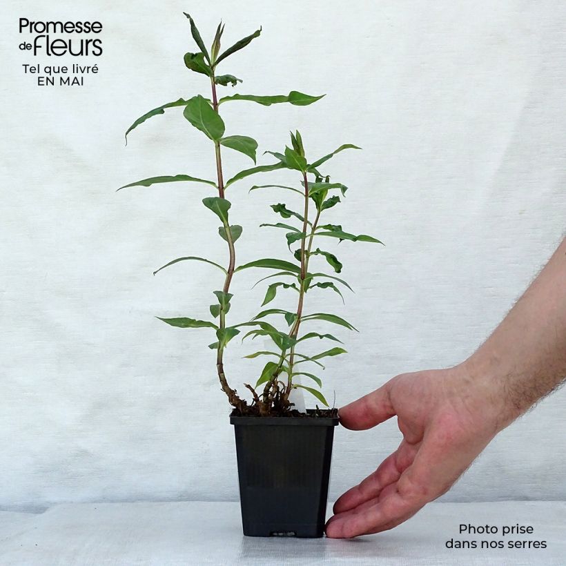 Phlox paniculata Amethyst 8/9 cm pot sample as delivered in spring