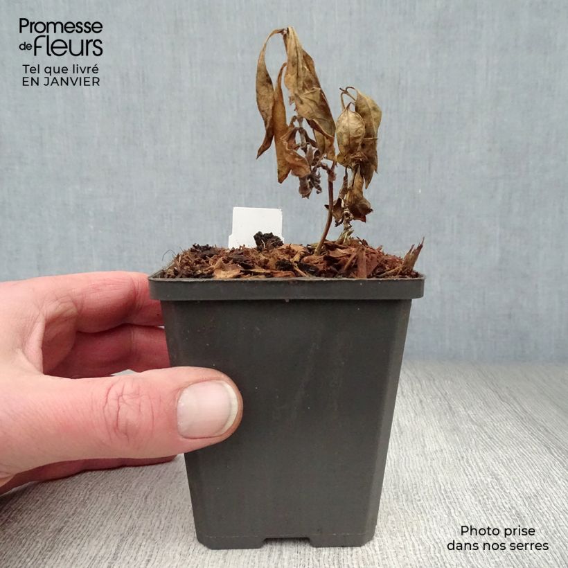 Phlox paniculata Amethyst 8/9 cm pot sample as delivered in winter