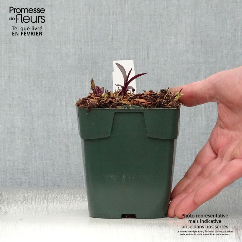 Phlox paniculata Bambini Desire 8/9 cm pot sample as delivered in winter