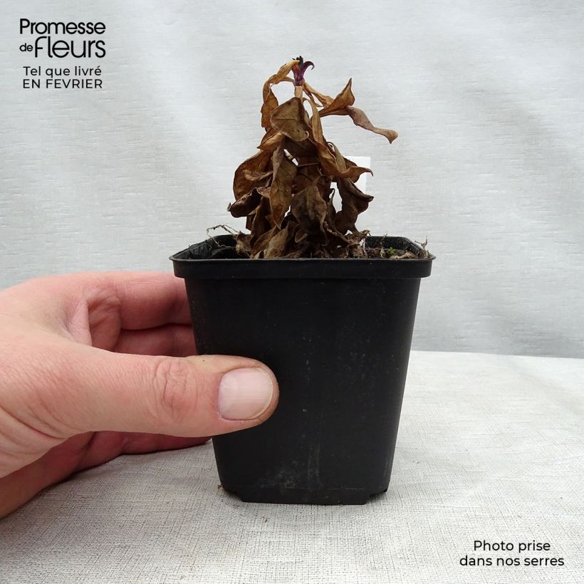 Phlox paniculata Blind Lion 8/9 cm pot sample as delivered in winter