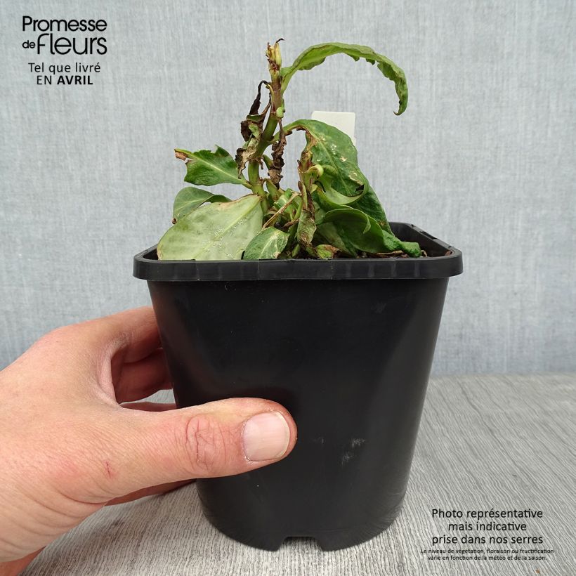 Phlox paniculata Bright Eyes 1.5L/2L pot sample as delivered in spring