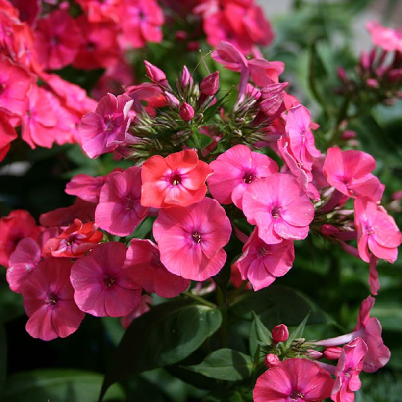 Phlox paniculata Coral Flame (Flowering)
